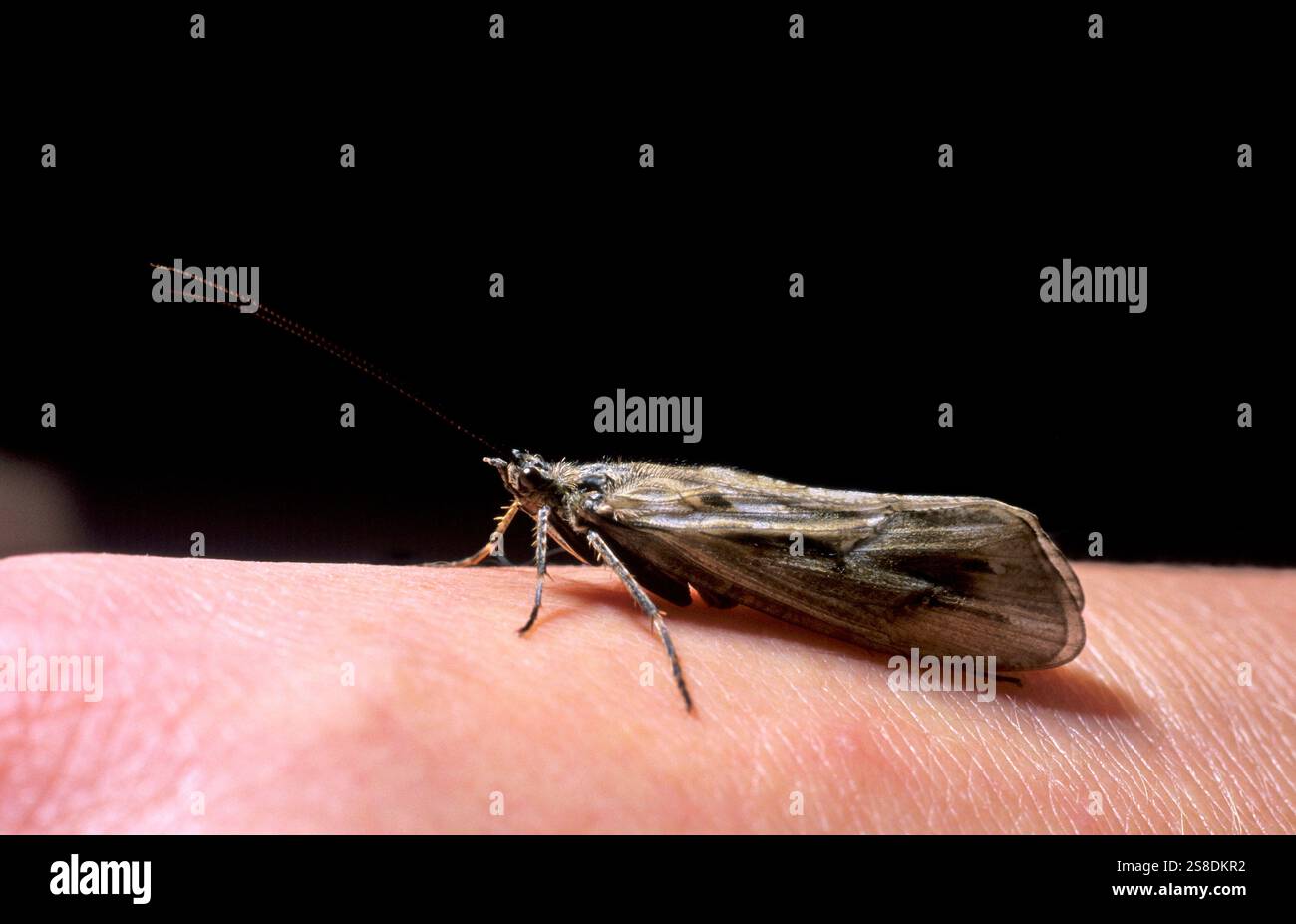 Libelle auf der Seite Stockfoto