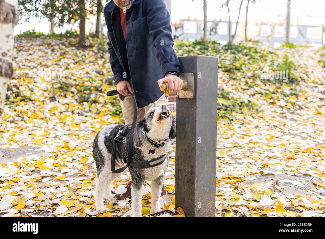 Ein nicht erkennbarer Mann, der seinen Hund an einem öffentlichen Brunnen in einem Stadtpark mit Wasser versorgt, umgeben von herabfallenden Herbstlaub. Stockfoto