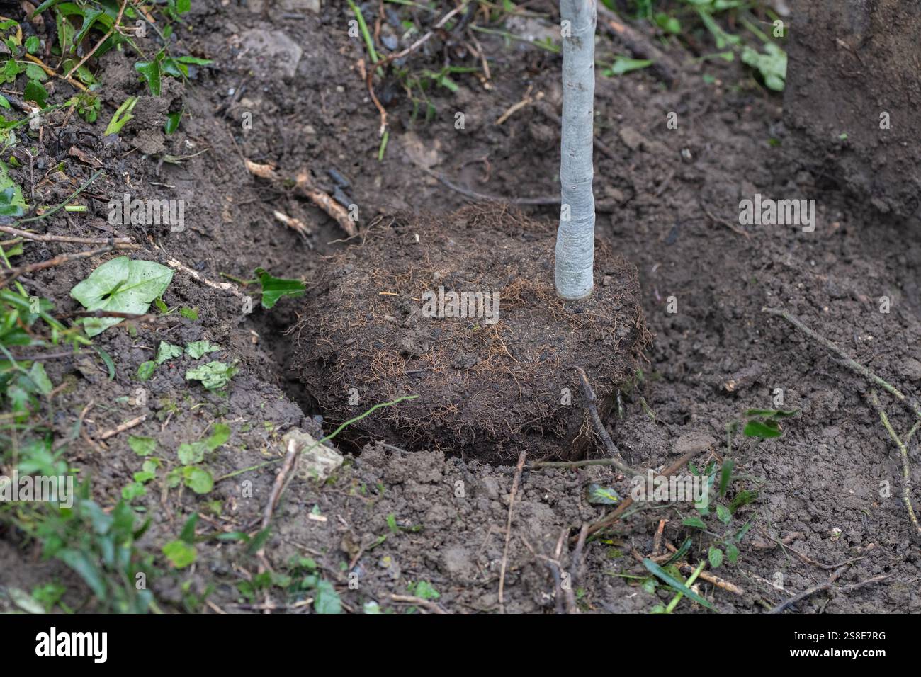 Ein Gartenspat steht in den Boden neben einem frisch ausgegrabenen Erdklumpen mit freiliegenden Baumwurzeln, umgeben von grünem Laub. Stockfoto