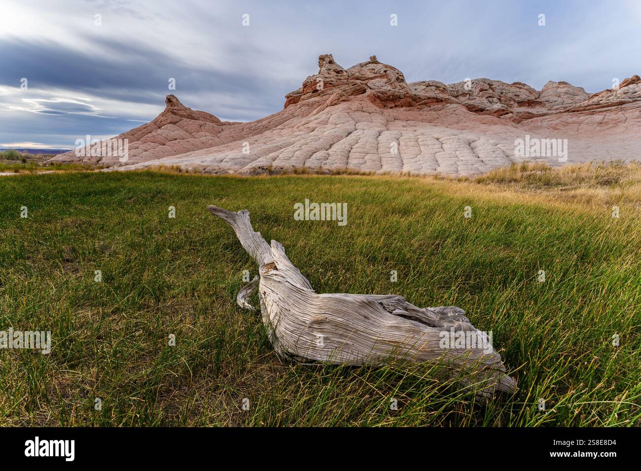Malerische Aussicht auf Coyote Buttes in der Paria Canyon-Vermilion Cliffs Wilderness, Arizona, mit verwittertem Baumstamm inmitten von lebendigem grünem Gras unter stürmischen s Stockfoto