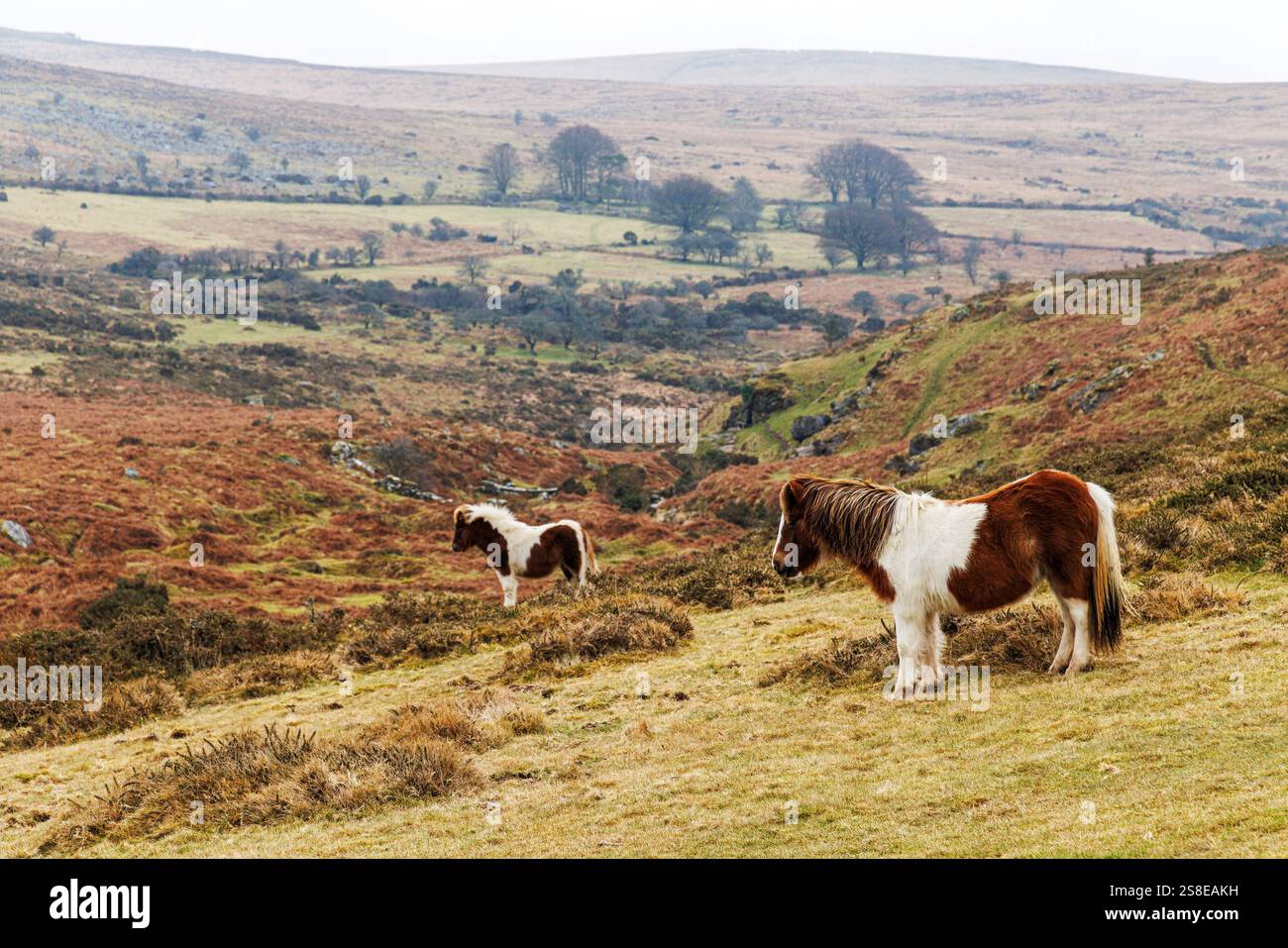 Ponys, Dartmoor, Großbritannien Stockfoto