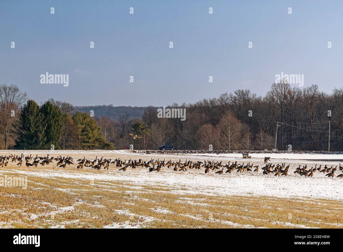 Kanadänse, Schnee, Wildtiere, Vögel, 2 Fliegen, Branta canadensis, musikalisches Hupen, Black Head & Neck, Pennsylvania, Chester County, PA, Winter Stockfoto