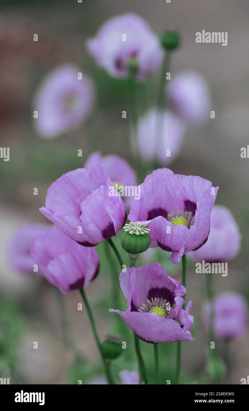 Lila Mohnblumen. Blühender Fliedermohn. Vertikaler Freischnitt. Nahaufnahme. Stockfoto