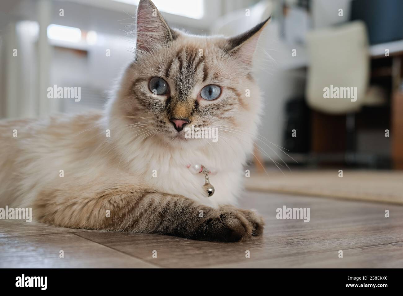 Die sibirische Katze der Rasse Neva Masquerade liegt auf dem Boden. Nahaufnahme. Stockfoto