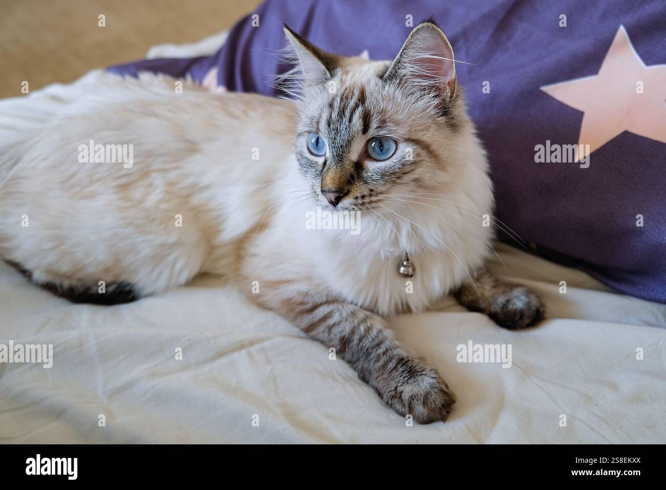 Sibirische Katze der Rasse Neva Masquerade, die auf dem Bett liegt. Nahaufnahme. Stockfoto