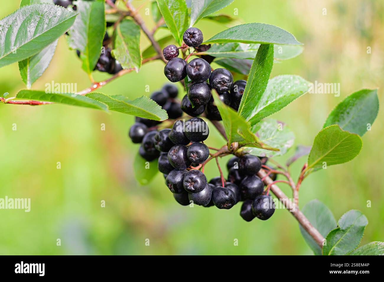 Beeren Aronia melanocarpa oder schwarze Aronia auf einem Busch. Nahaufnahme. Stockfoto