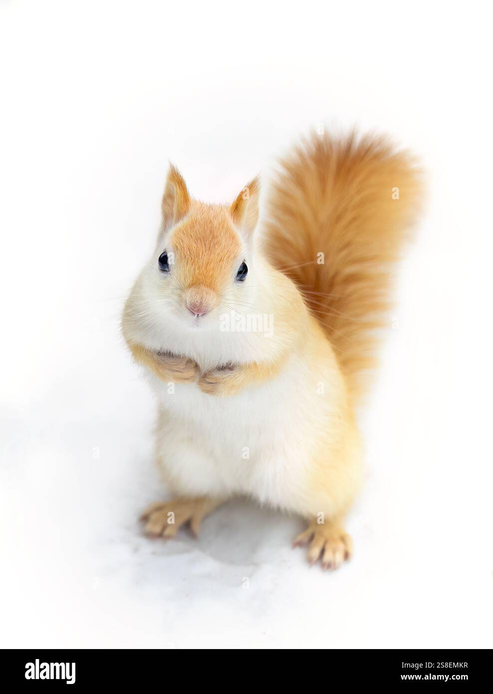 Weißes Eichhörnchen (leuzistisches rotes Eichhörnchen), das an einem kalten Wintermorgen in Kanada im Schnee steht Stockfoto