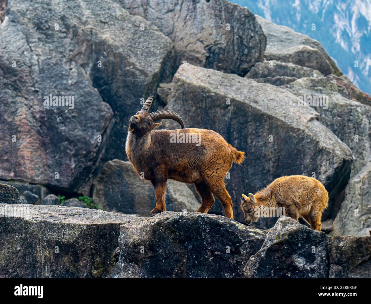 Alpensteinbock (Capra Steinbock) und ein Jungtier Stockfoto