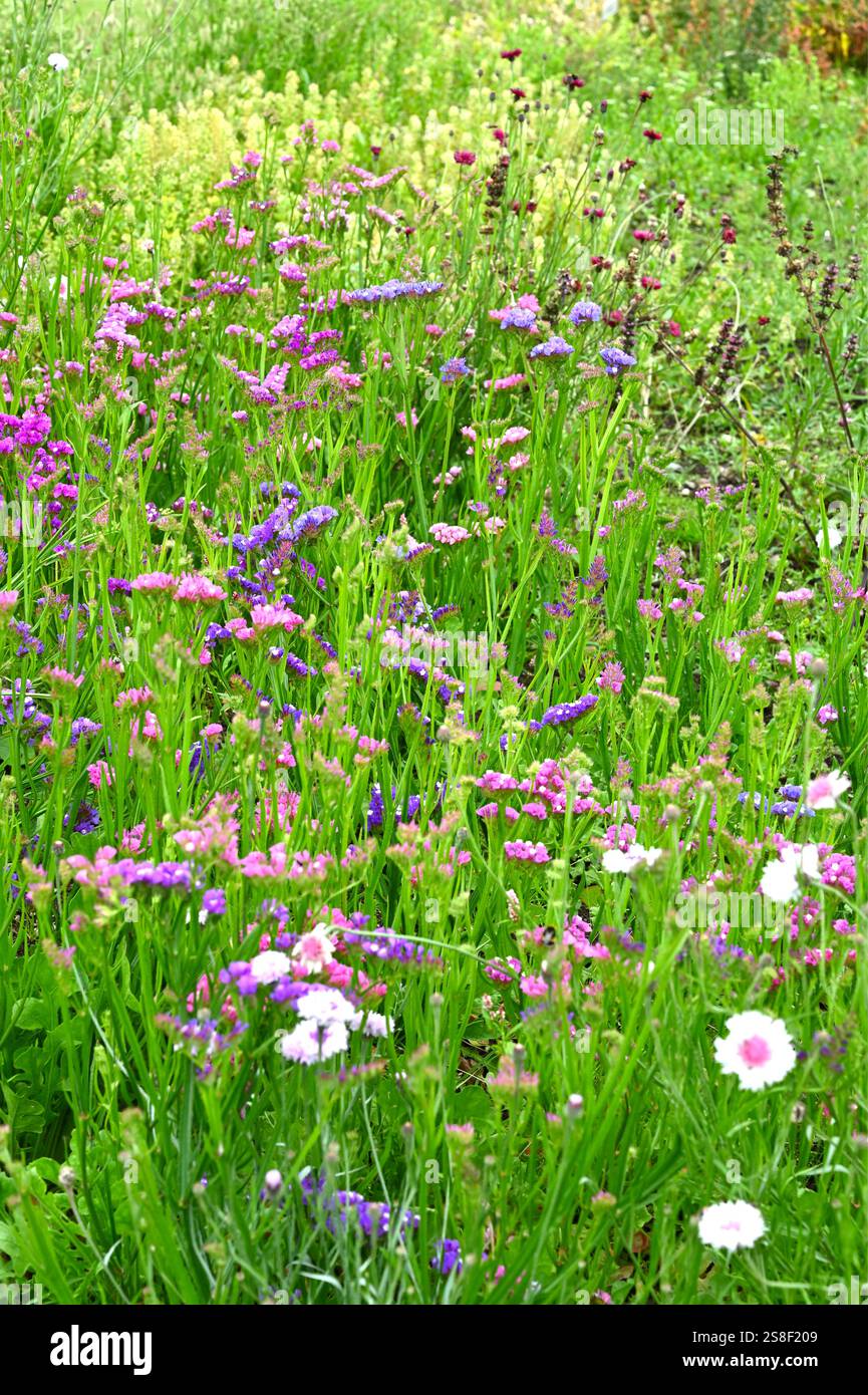 Gemischte einjährige, härtere, einjährige Einstiege, einschließlich Limonium platyphyllum oder statice, Kornblumen und Mignonette, die im britischen Garten im August angebaut werden Stockfoto