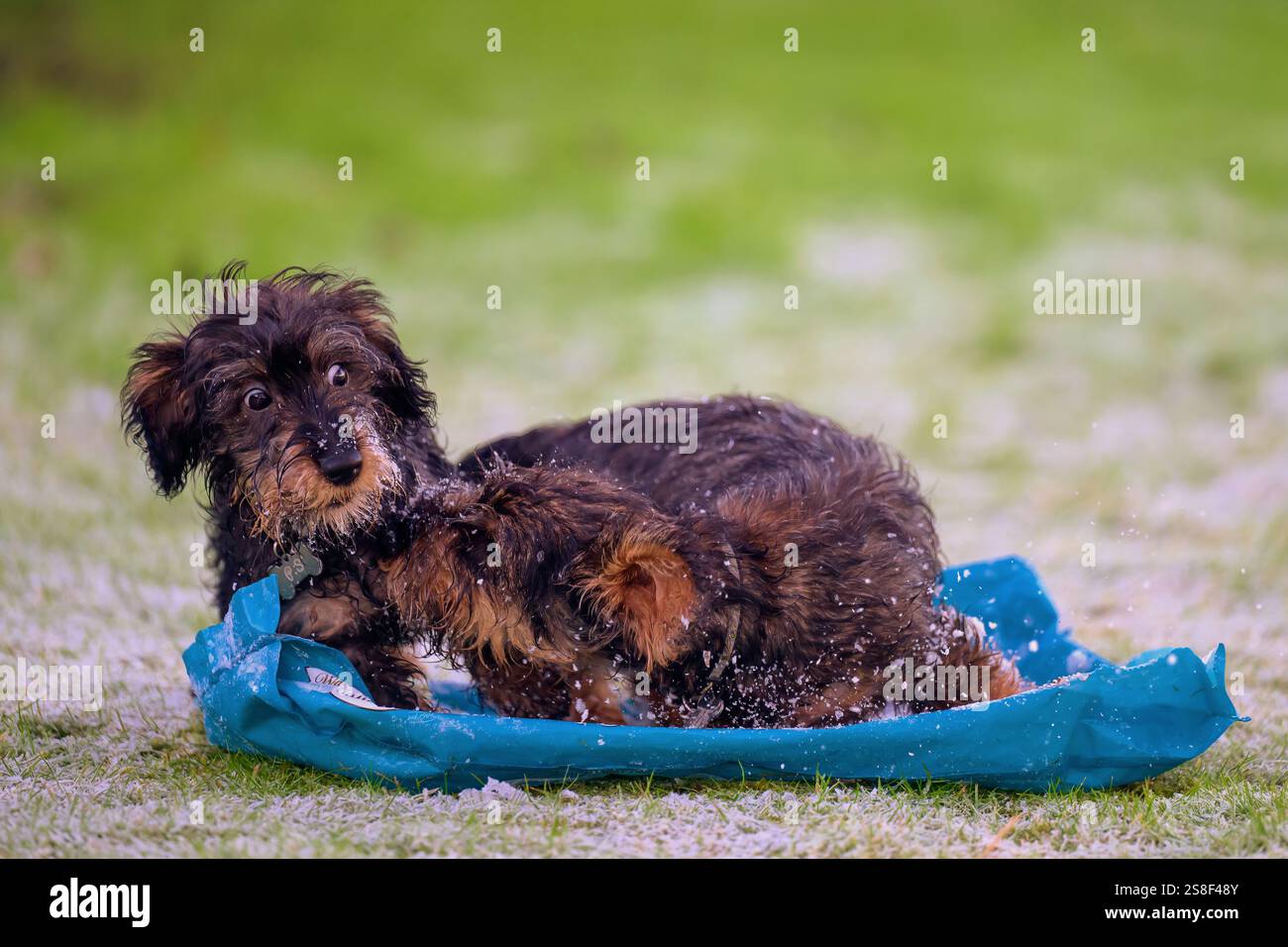 Miniatur-Drahthaarige Dachshund-Welpen, Wildschweine, spielen im Frost mit einem verblüfften Blick, komische Ausdrücke Stockfoto