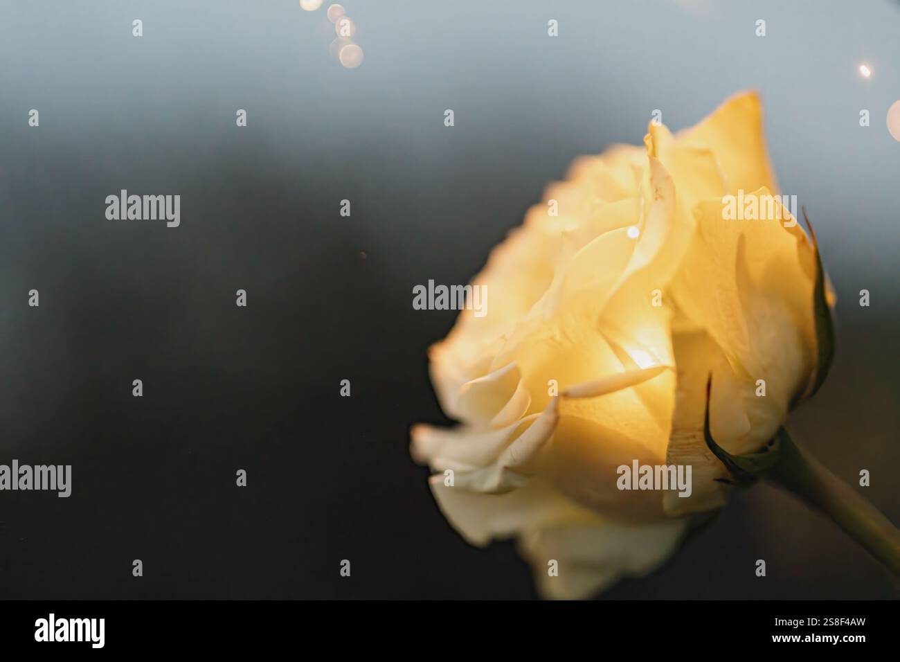 Eine zarte gelbe, cremefarbene Rose in sanftem Licht mit verschwommenem Bokeh-Hintergrund, die Romantik, Schönheit und Gelassenheit weckt. Romantik, Sympathie Stockfoto