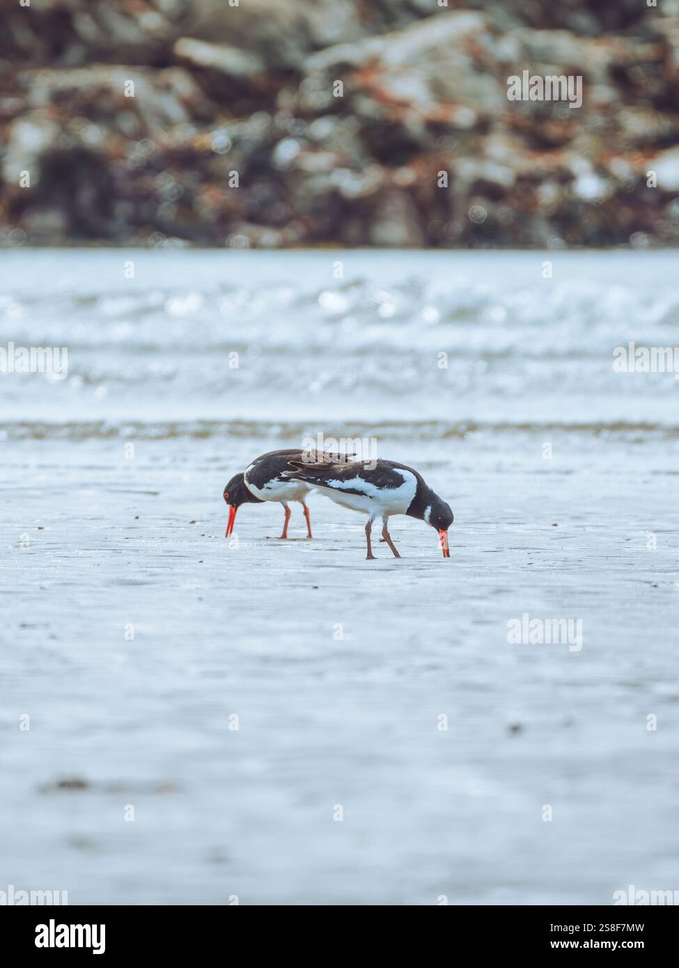 Ein Paar Austernfänger, die bei Ebbe fressen Stockfoto