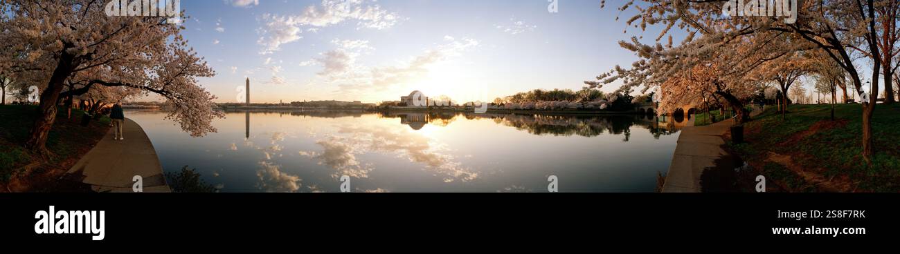 Kirschblüten, Jefferson und Washington Monuments Reflections, Washington DC, USA Stockfoto