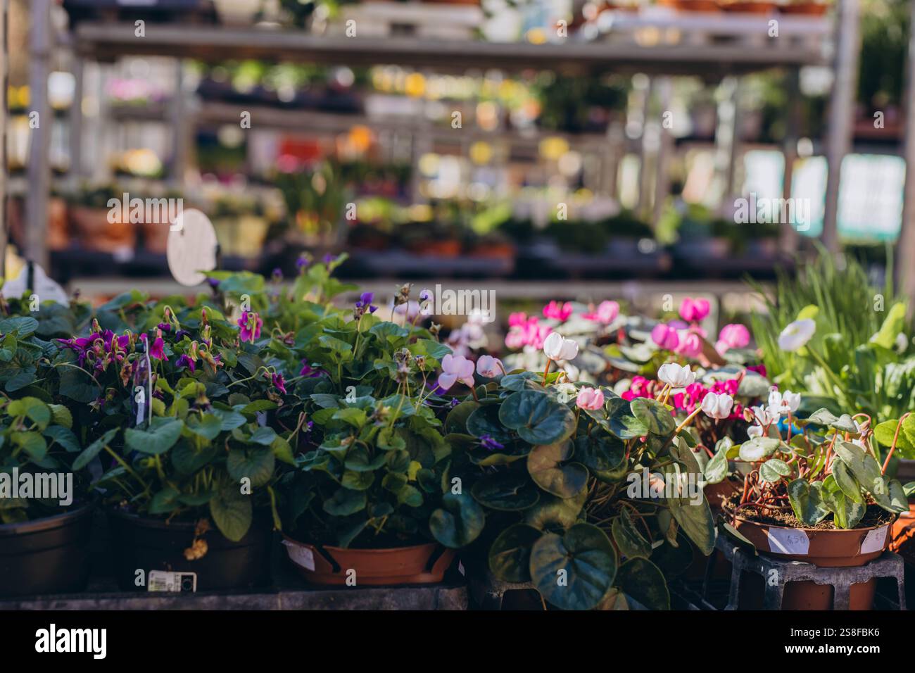 Bunte Veilchen für den Garten und den Garten werden auf dem Frühlingsmarkt verkauft, was saisonalen Charme verleiht. Hochwertige Fotos Stockfoto