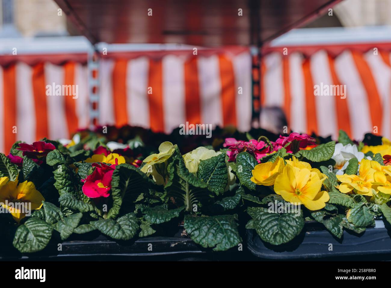 Bunte Veilchen für den Garten und den Garten werden auf dem Frühlingsmarkt verkauft, was saisonalen Charme verleiht. Hochwertige Fotos Stockfoto