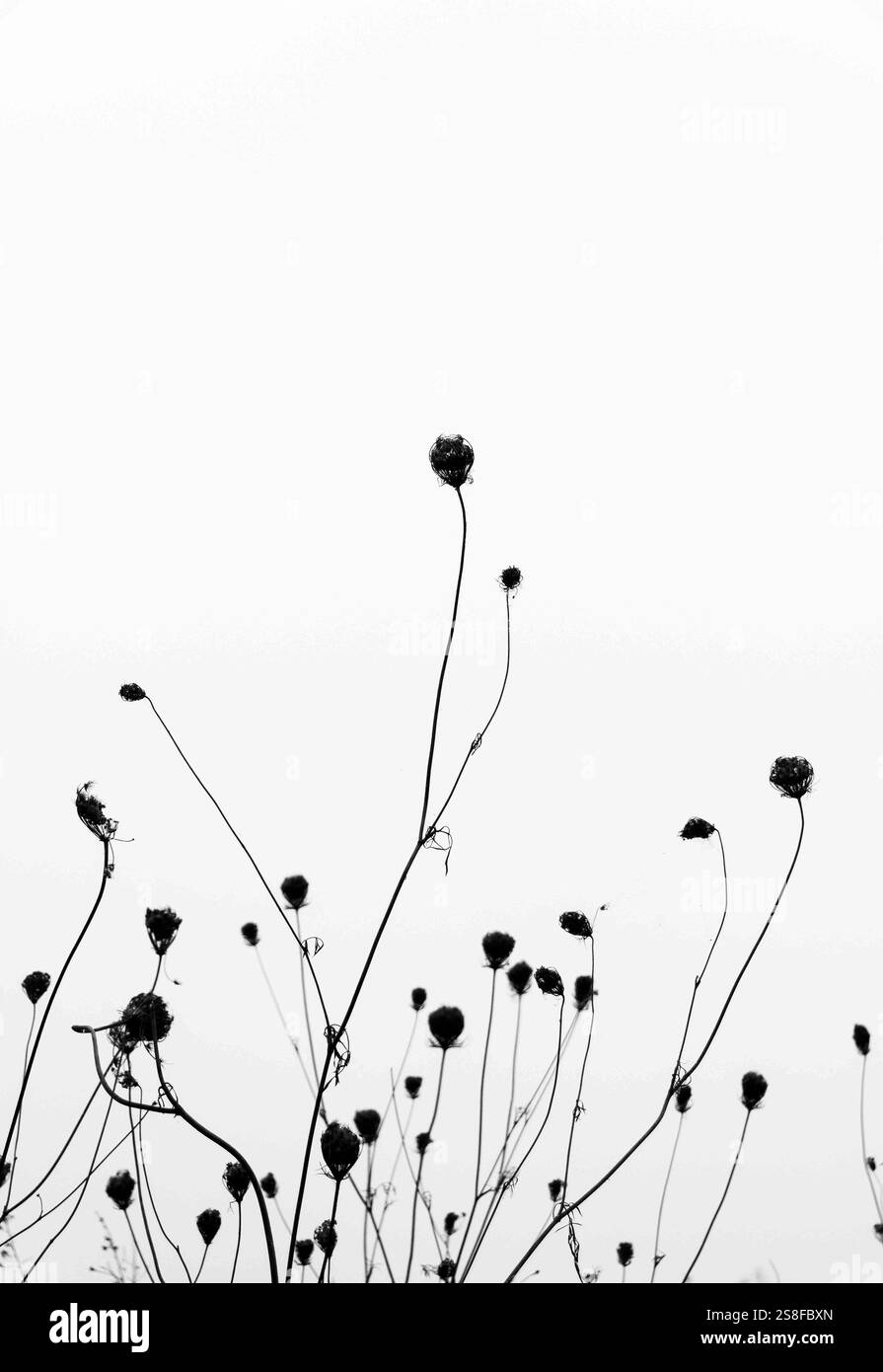 Getrocknete Blumen erstrecken sich in einem hellen Himmel, aufgenommen in minimalistischen Schwarzweiß-Fotografien in einer ruhigen Umgebung im Freien Stockfoto