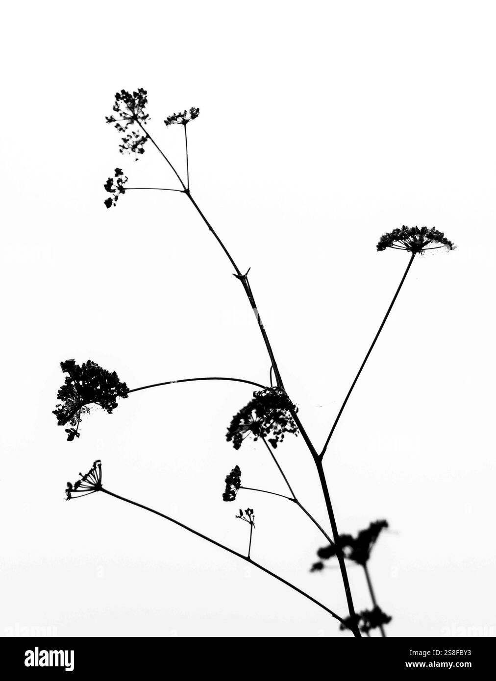 Silhouette aus zarten Wildblumen vor einem hellen, bewölkten Himmel in einer ruhigen Landschaft Stockfoto