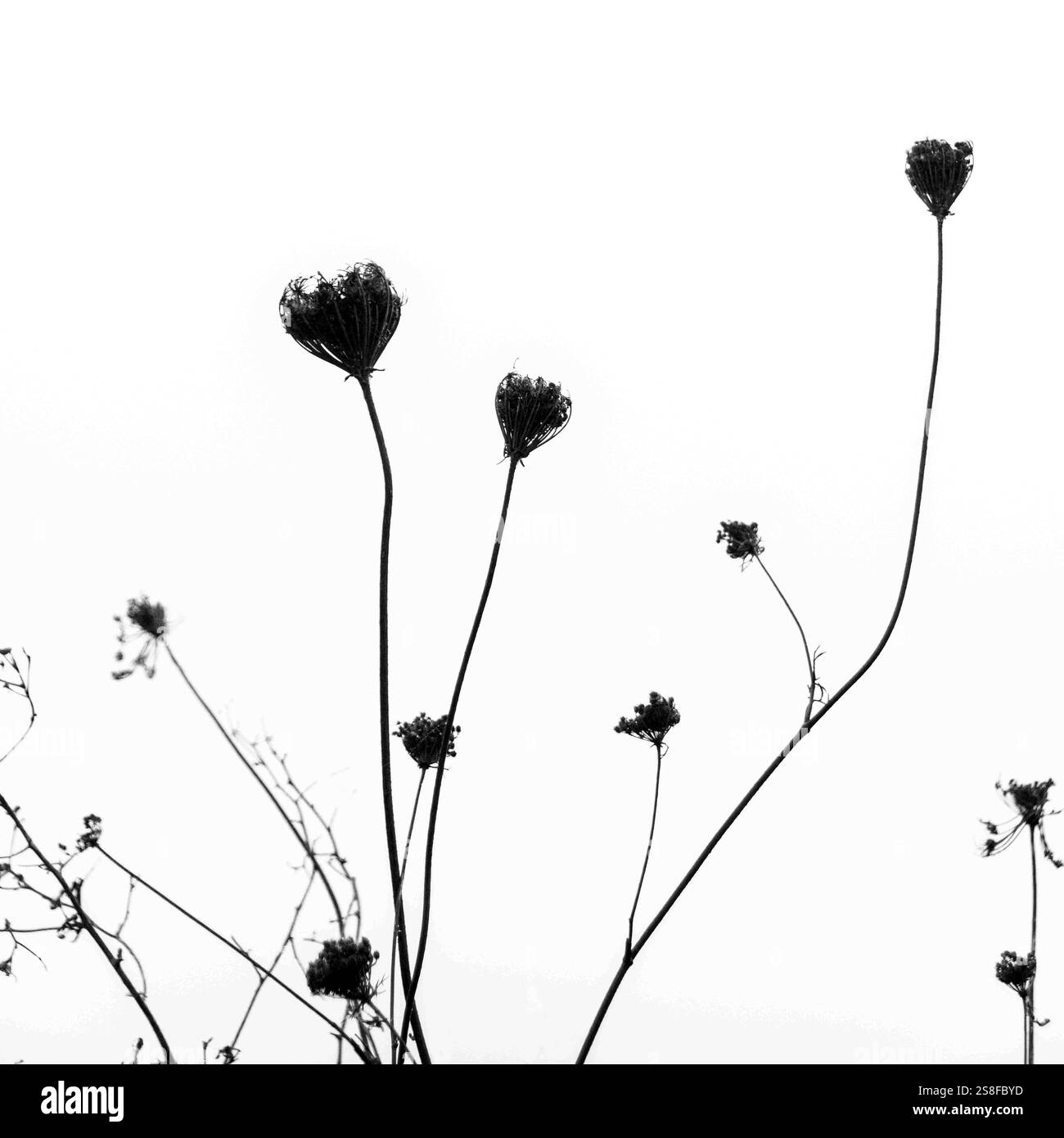 Zarte Wildblumen stehen hoch vor einem hellen Himmel, ihre Silhouetten sind wunderschön in sanftem Licht umrahmt. Stockfoto