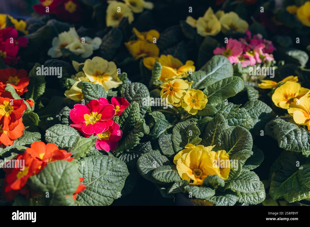 Bunte Veilchen für den Garten und den Garten werden auf dem Frühlingsmarkt verkauft, was saisonalen Charme verleiht. Hochwertige Fotos Stockfoto