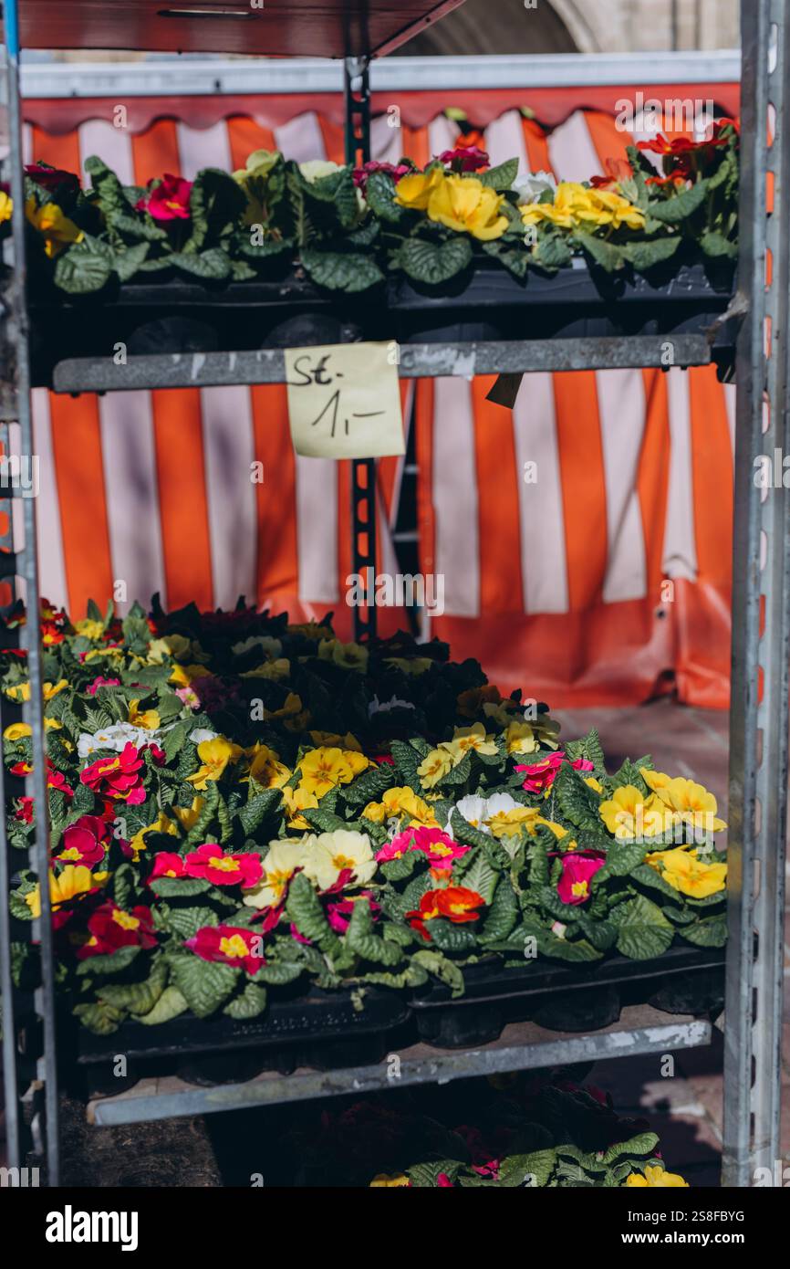 Bunte Veilchen für den Garten und den Garten werden auf dem Frühlingsmarkt verkauft, was saisonalen Charme verleiht. Hochwertige Fotos Stockfoto