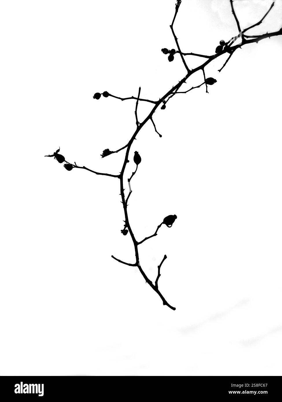Ein schlanker Zweig mit kleinen Knospen erstreckt sich über den Rahmen, der während der Dämmerung vor einem weichen, hellen Hintergrund gehalten wird. - Smartphone-aufgenommenes Stockfoto