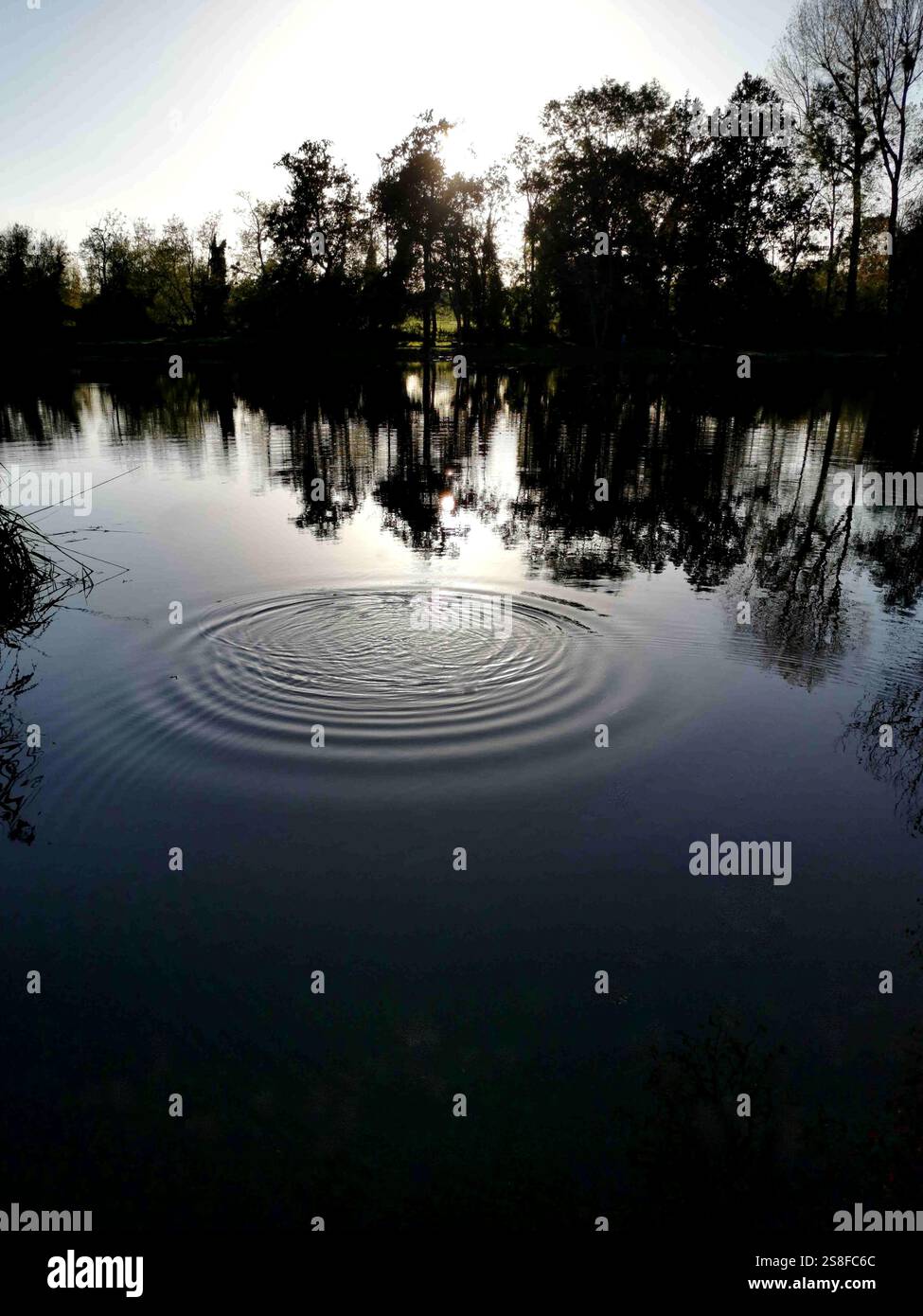 Sanfte Wellen stören die ruhige Oberfläche des Wassers, während das Sonnenlicht durch die Bäume zieht und eine ruhige Atmosphäre an einem ruhigen Morgen schafft - Smartphone-aufgenommenes Stockfoto