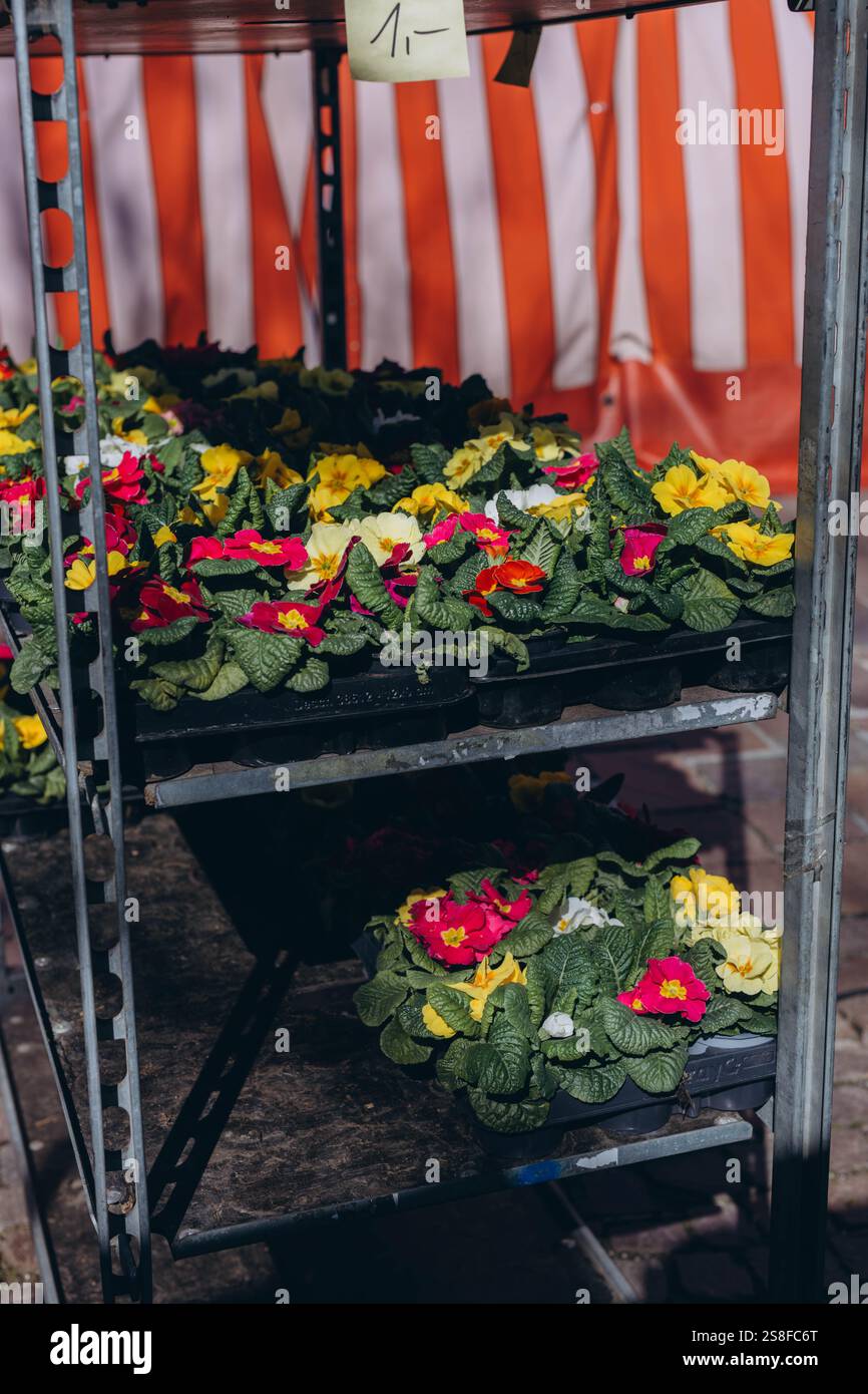 Bunte Veilchen für den Garten und den Garten werden auf dem Frühlingsmarkt verkauft, was saisonalen Charme verleiht. Hochwertige Fotos Stockfoto