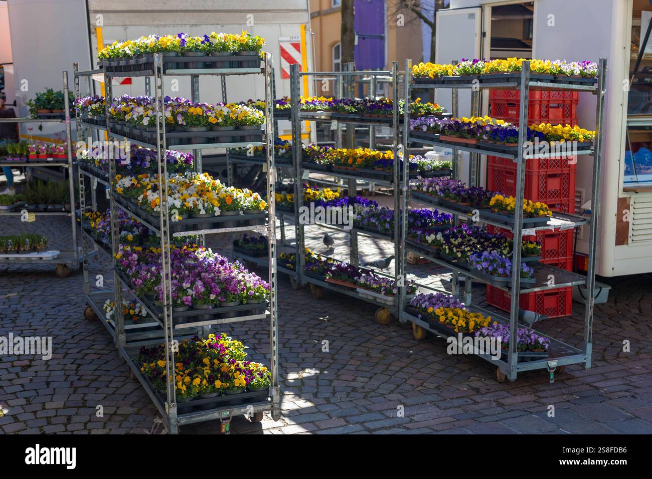 Bunte Veilchen für den Garten und den Garten werden auf dem Frühlingsmarkt verkauft, was saisonalen Charme verleiht. Hochwertige Fotos Stockfoto
