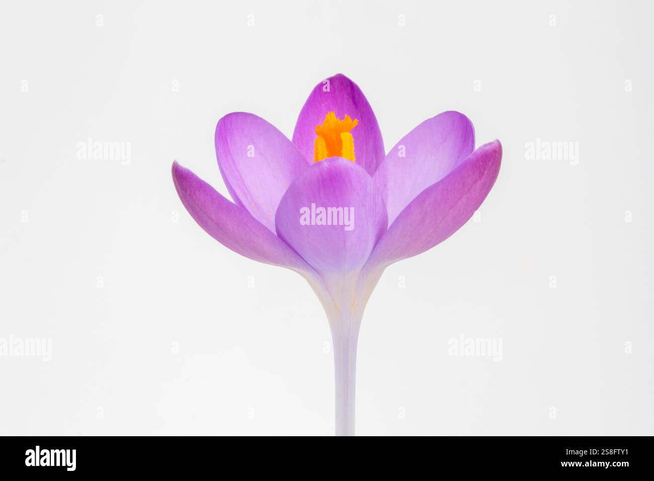 Nahaufnahme eines Crocus tommasinianus vor weißem Hintergrund Stockfoto