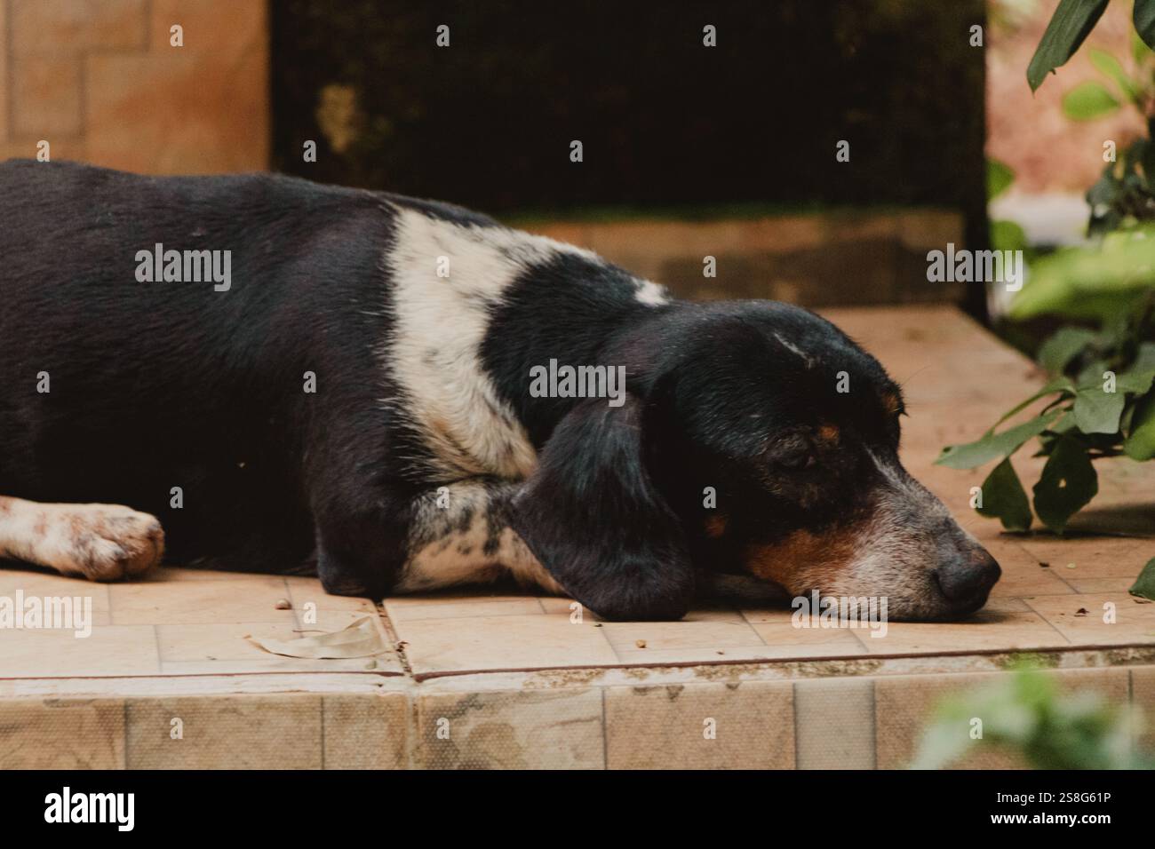 Schwarz-weißer wiener Hund schläft Stockfoto