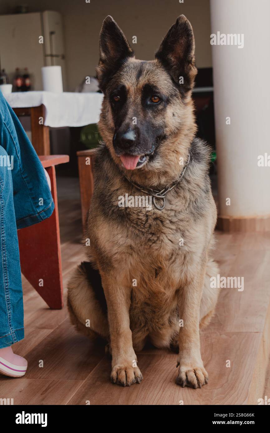 Profil einer Schäfersitzung Stockfoto