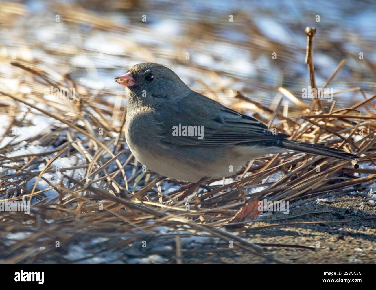 Nahaufnahme eines weiblichen dunkeläugigen Junco, der sich in einer verschneiten Landschaft ernährt. Stockfoto