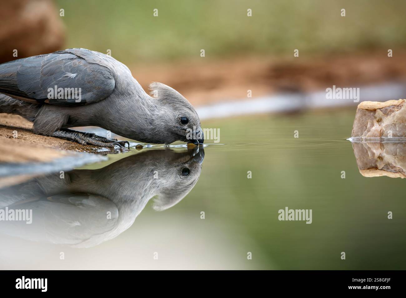 Grauer Vogel, der im Kruger-Nationalpark, Südafrika, im Wasserloch trinkt; Specie Corythaixoides koncolor-Familie der Musophagida Stockfoto