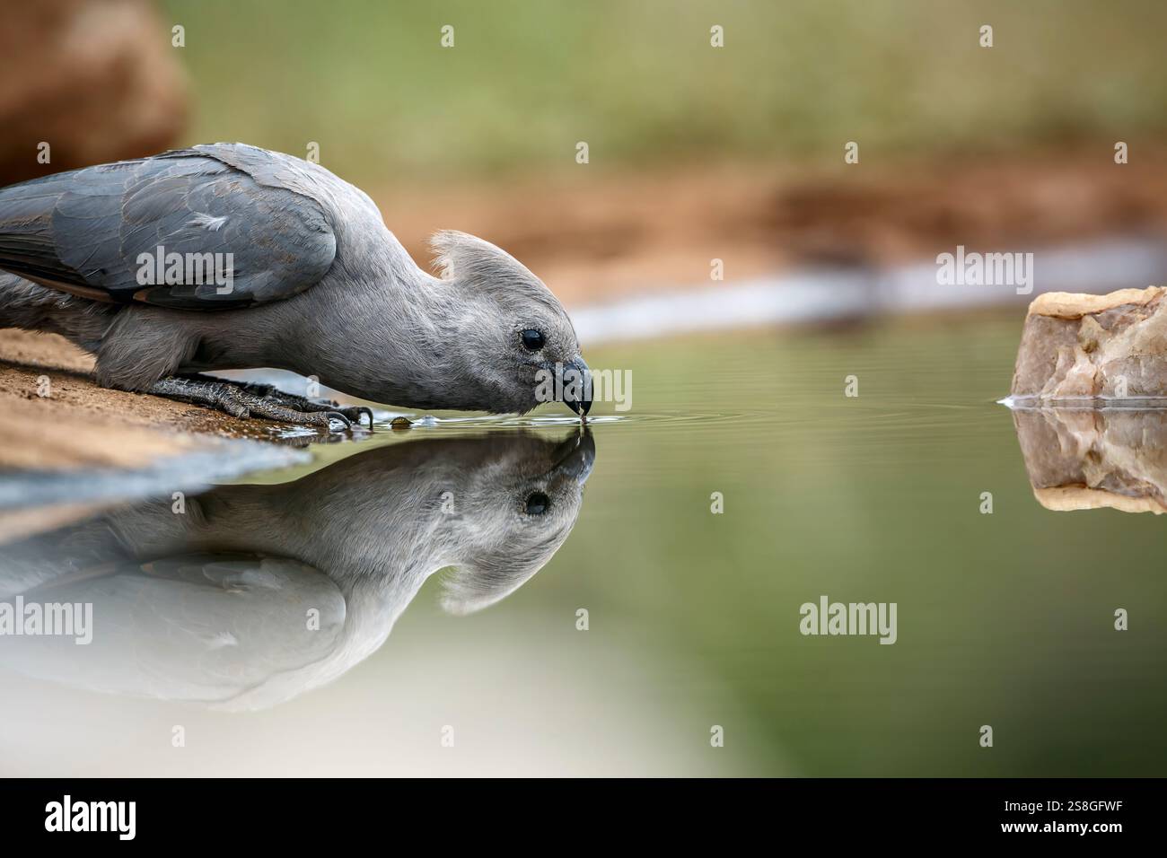 Grauer Vogel, der im Kruger-Nationalpark, Südafrika, im Wasserloch trinkt; Specie Corythaixoides koncolor-Familie der Musophagida Stockfoto