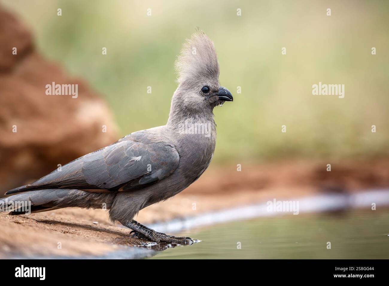 Grauer Go Away-Vogel, der entlang des Wasserlochenkammes im Kruger-Nationalpark, Südafrika, steht; Specie Corythaixoides koncolor-Familie der Musophagidae Stockfoto