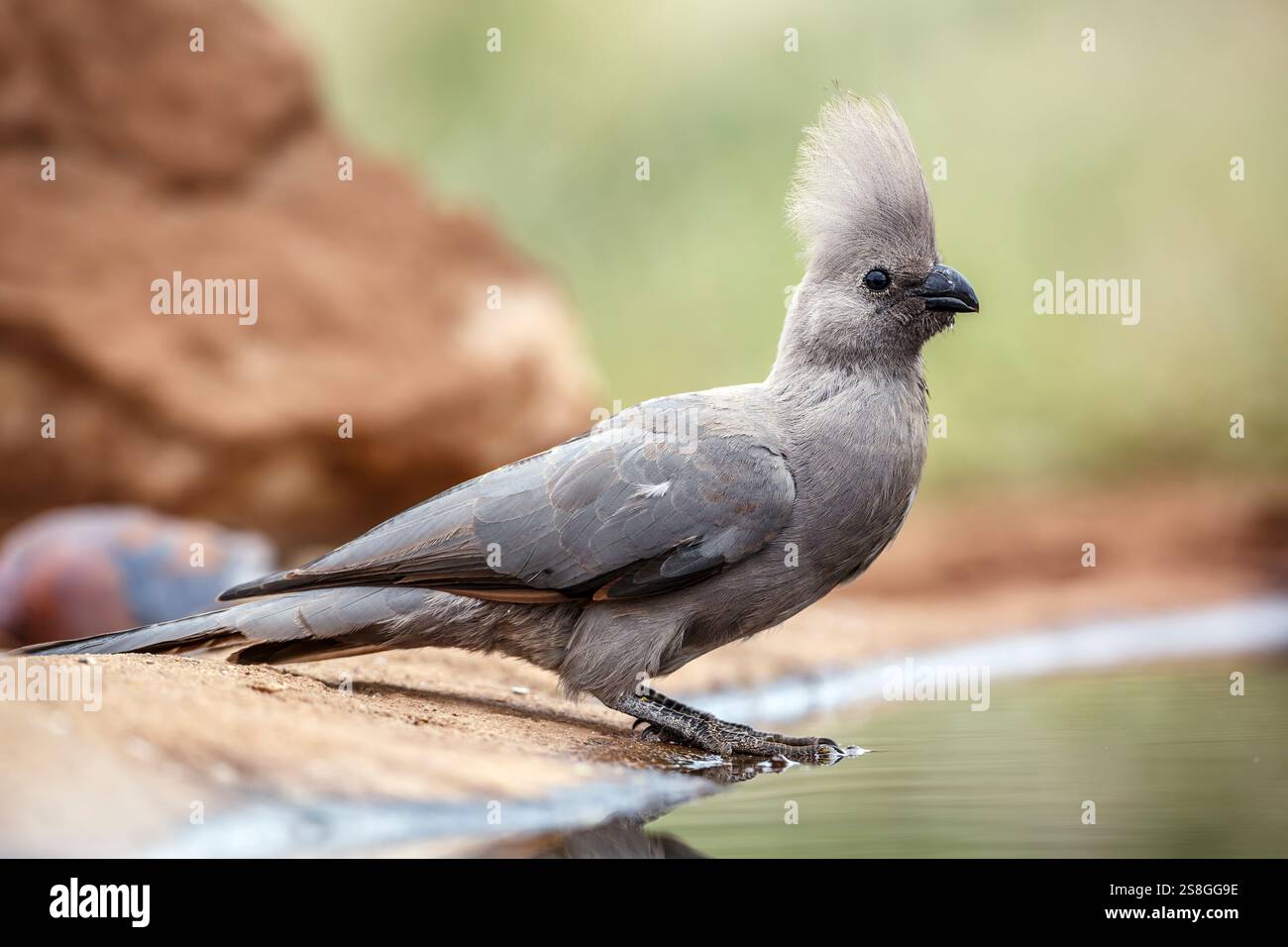 Grauer Go Away-Vogel, der entlang des Wasserlochenkammes im Kruger-Nationalpark, Südafrika, steht; Specie Corythaixoides koncolor-Familie der Musophagidae Stockfoto