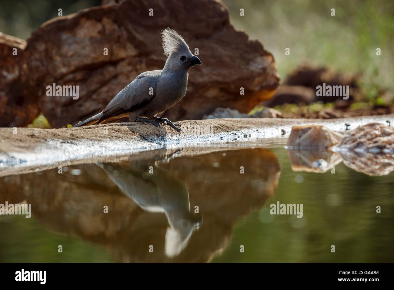 Grauer Go Away-Vogel, der am Wasserloch hinterleuchtet steht und im Kruger-Nationalpark, Südafrika reflektiert wird; Specie Corythaixoides concolor Familie von M Stockfoto