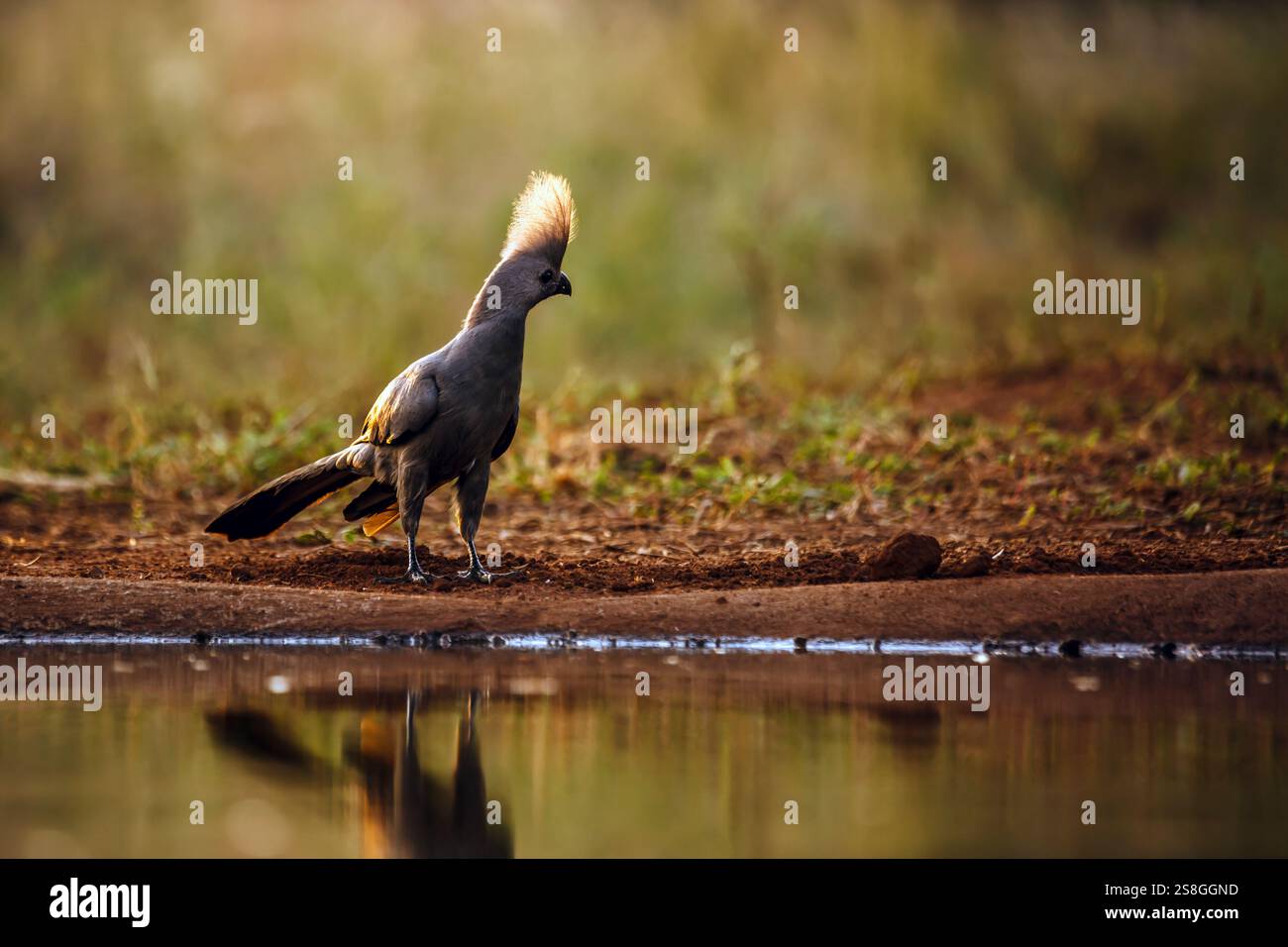 Grauer Go Away-Vogel mit Hinterleuchtung entlang des Wasserlochs im Kruger-Nationalpark, Südafrika; Specie Corythaixoides concolor Familie der Musophagidae Stockfoto
