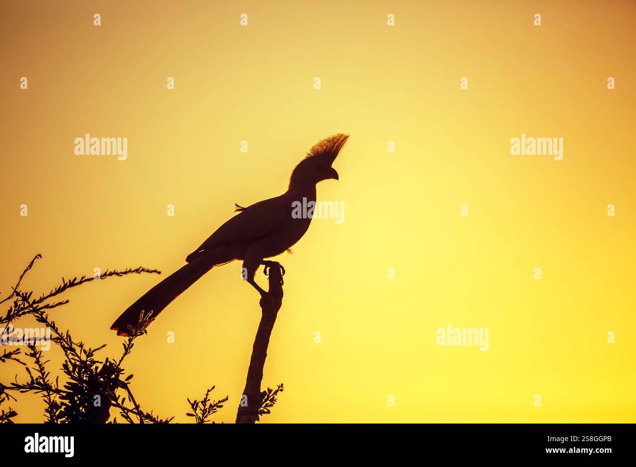 Silhouette von Grey Go Away Vogel bei Sonnenuntergang im Kruger National Park, Südafrika; Specie Corythaixoides concolor Familie der Musophagidae Stockfoto