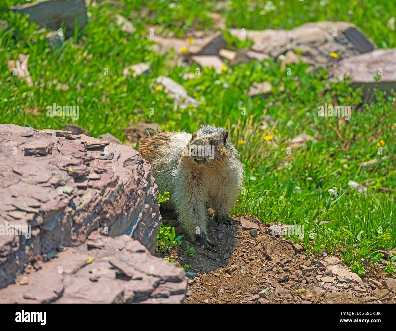 Murmeltier wandert auf einer Alpenwiese nahe dem Logan Pass im Glacier National Park in Montana Stockfoto