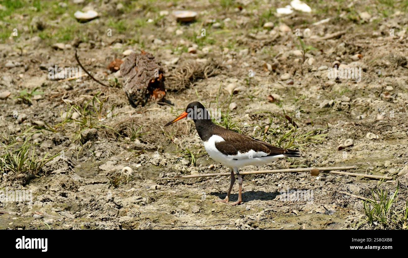 Bitterlein - (Ixobrychus minutus) Stockfoto