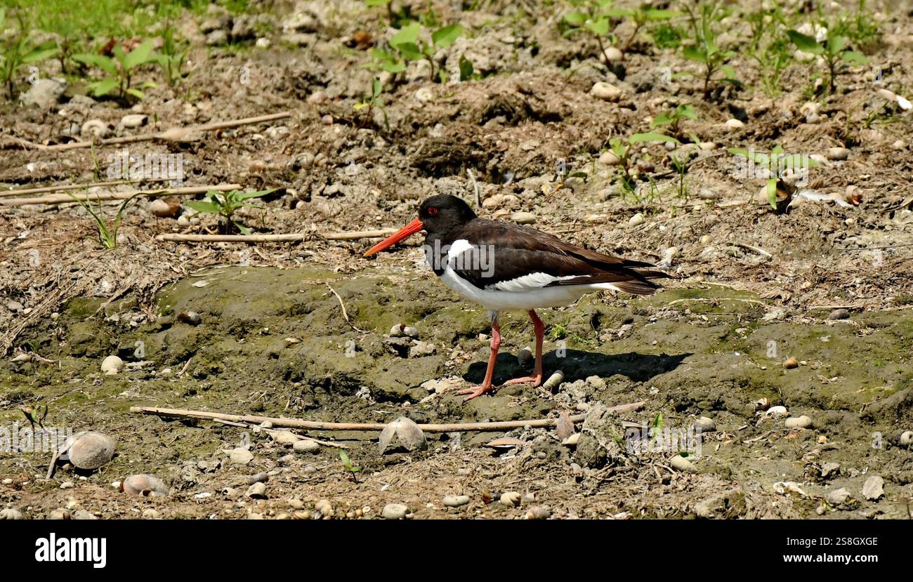 Bitterlein - (Ixobrychus minutus) Stockfoto