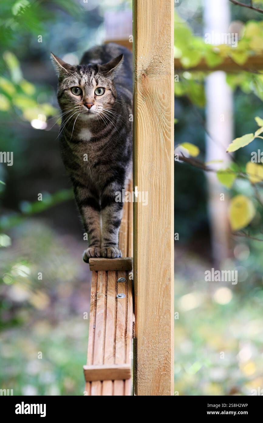 Eine Tabbykatze, die eine hölzerne Rampe im Garten hinunterläuft. Stockfoto