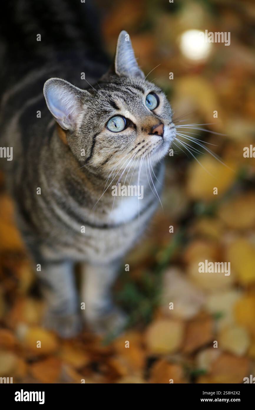 Porträt einer aufmerksamen Katze im Freien, umgeben von Herbstfarben in new york. Stockfoto