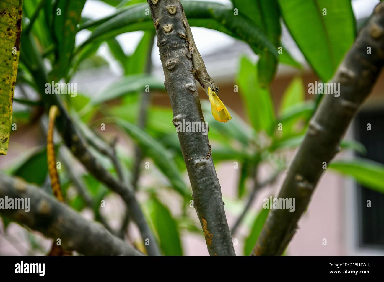 Eine invasive kubanische braune Anol-Eidechse, die einen gelben SchwefelSchmetterling isst, während sie kopfüber an einem Plumeria-Zweig in einem Garten Floridas hängt. Stockfoto
