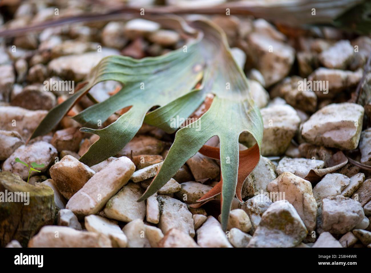Ein gefallener, aber immer noch grüner Staghorn-Farngeweih, der auf einem Bett aus weißem Quarzgestein liegt. Stockfoto