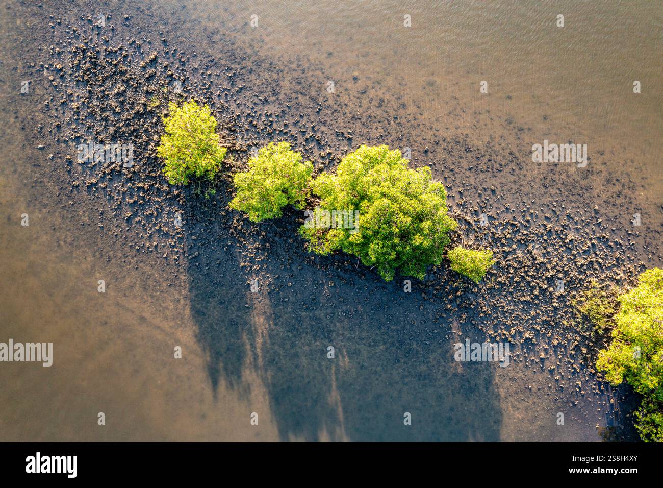 Blick von oben auf die roten Mangroven, die in einer Reihe wachsen, umgeben von einem Austernbett und dunkelgrauem nassem Sand, Florida, USA Stockfoto