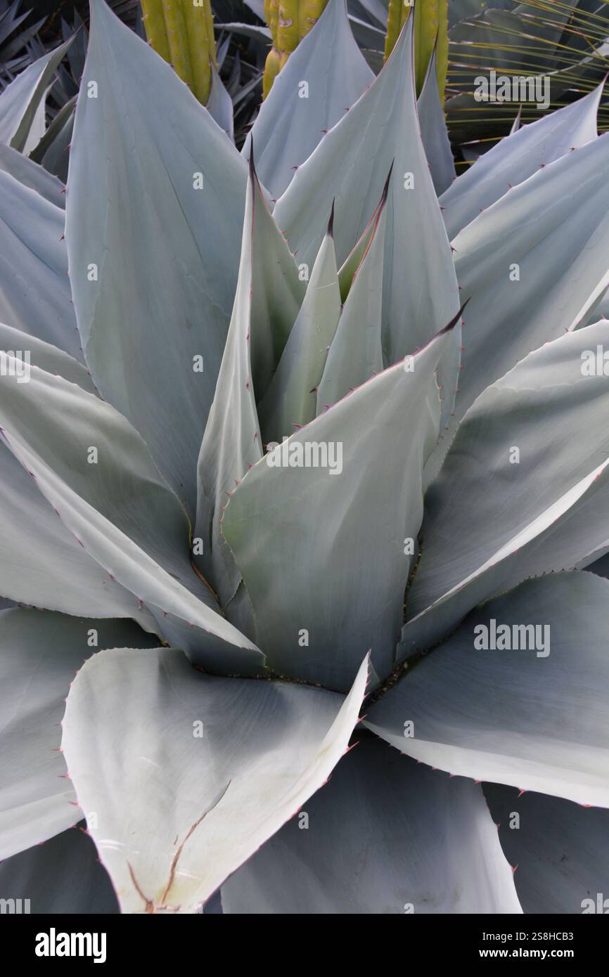 Harvard Agave Plant Agave Havardiana Stockfoto Harvard Agave Plant Agave Havardiana Stockfoto