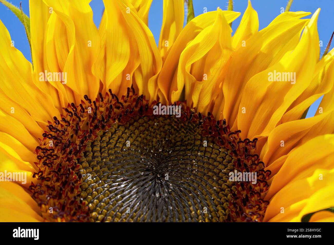 Detail einer Sonnenblume mit reifenden Sonnenblumenkernen im Blütenstand Stockfoto