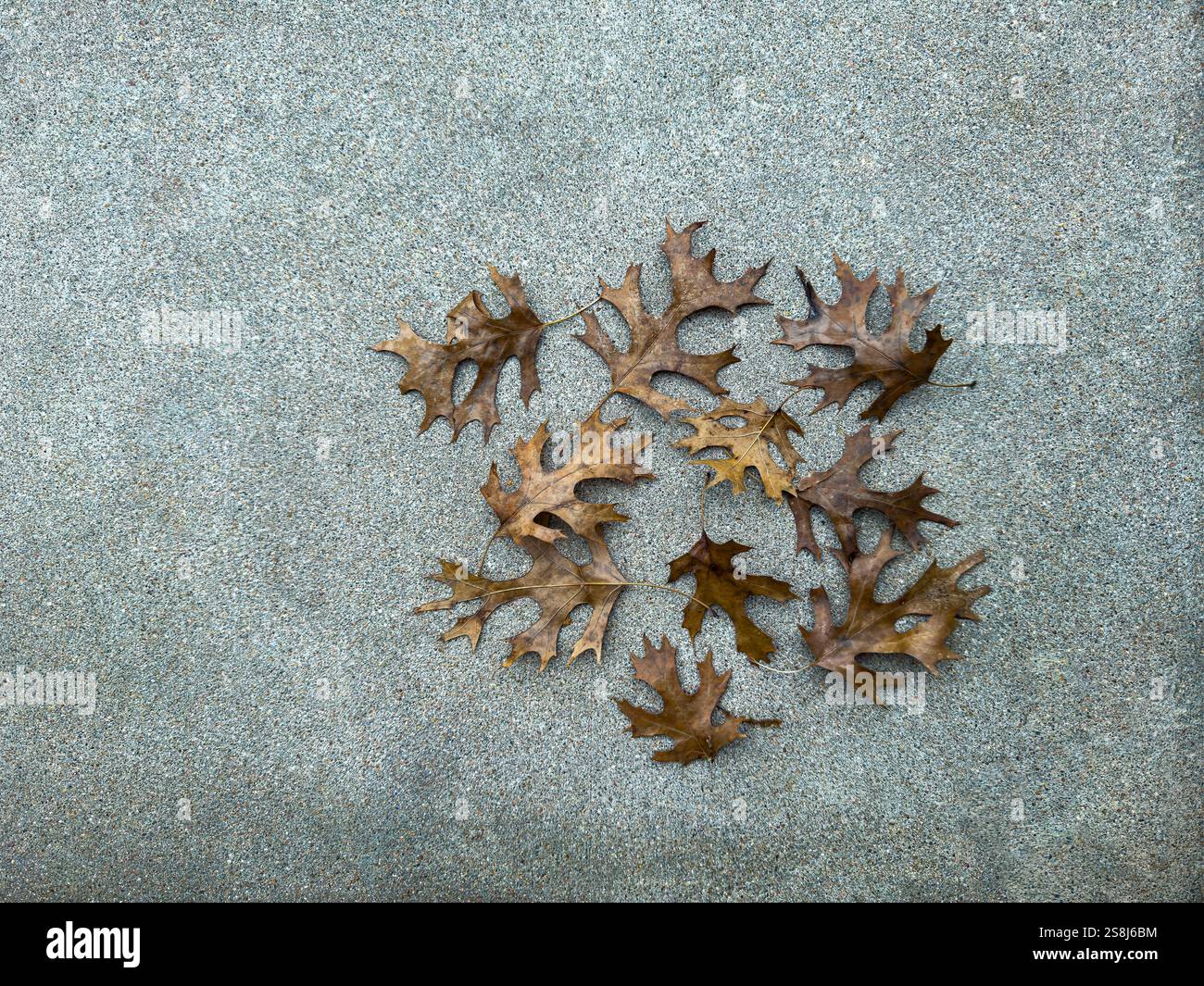 Trockene Herbstblätter auf dem Boden. Stockfoto
